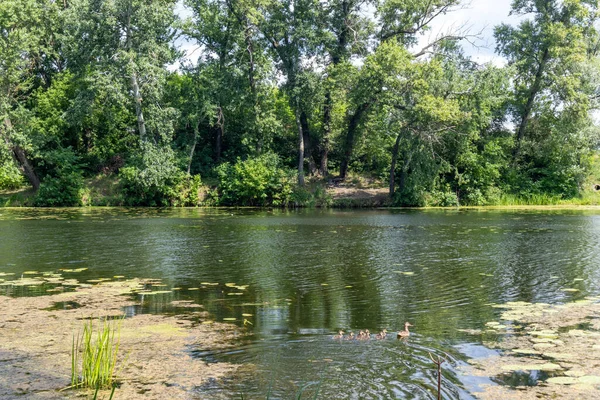 Sonbaharda Psel Nehri.