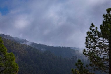 Yokuştan büyük çam ağaçlarına ve Tenerife 'deki büyük bulutlu mavi gökyüzüne bak.