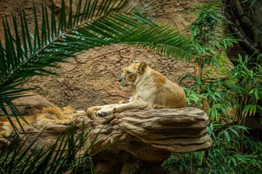Dişi aslanlar Loro Parque, Tenerife 'de palmiye yaprakları arasında bir uçurumda dinlenirler.