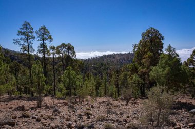 Yokuştan büyük çam ağaçlarına ve Tenerife 'deki büyük bulutlu mavi gökyüzüne bak.