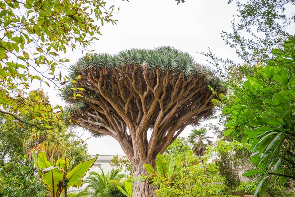 Dragon tree in the garden of La Orotava, Tenerife — Stockfoto