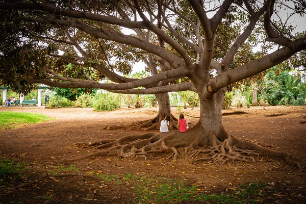 Girlfriends sit on the roots of a tree and talk — 图库照片
