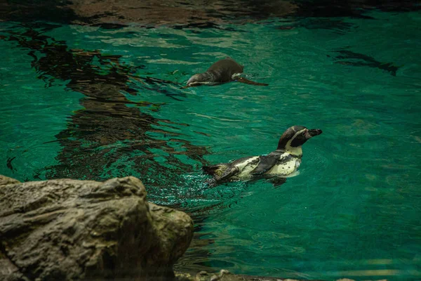 A small penguin dives into and swims in the water at Loro Parque, Tenerife — Stockfoto