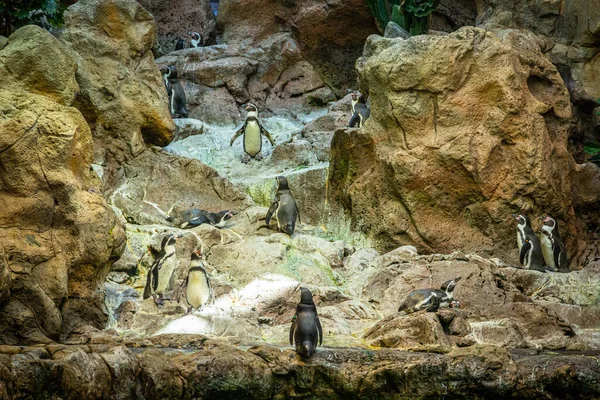 Pequeños pingüinos caminando sobre rocas en Loro Parque, Tenerife — Foto de Stock