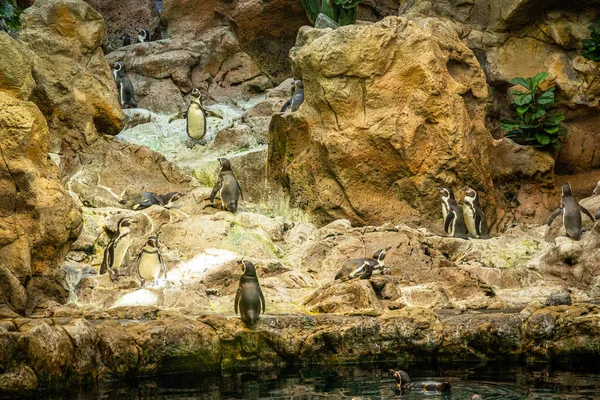 Kleine Pinguine auf Felsen im Loro Parque, Teneriffa — Stockfoto