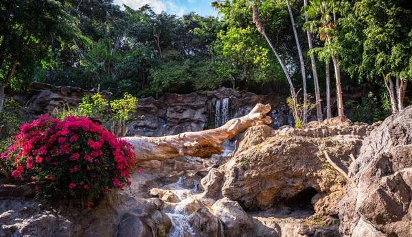 Large bush with red leaves at the entrance to Loro Park in Tenerife