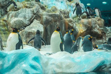 Loro Parque, Tenerife 'de kayalıklarda bir penguen sürüsü