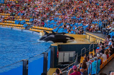 Üç katil balina Loro Parque, Tenerife 'de bir gösteri sırasında sahnede yatıyor.
