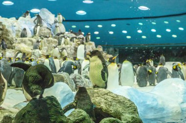 Loro Parque, Tenerife 'de kayalıklarda bir penguen sürüsü