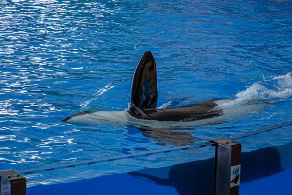 Katil balina, Tenerife 'deki Loro Parque' da bir gösteride yüzer.