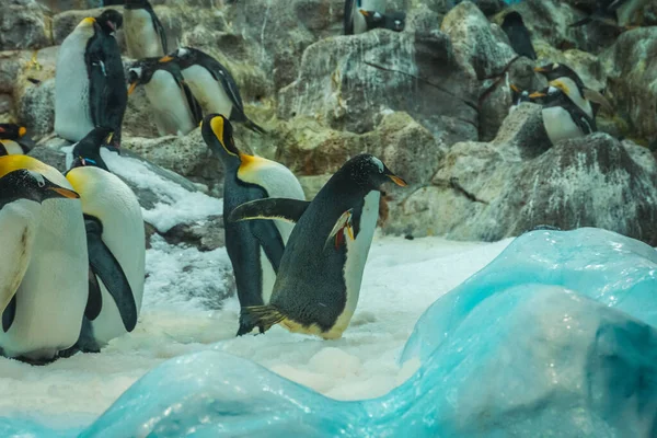 Una bandada de pingüinos en las rocas en Loro Parque, Tenerife — Foto de Stock