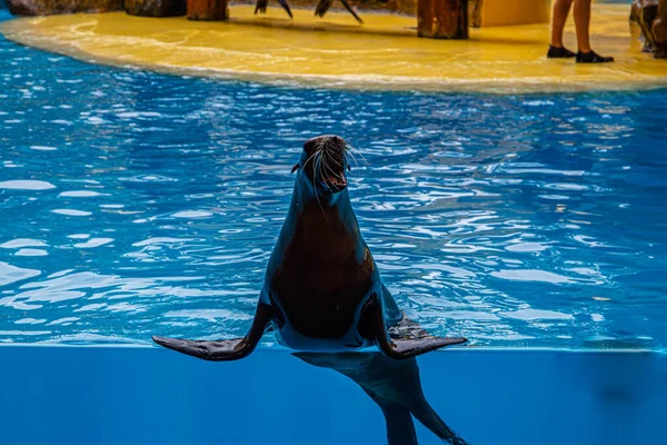 Tenerife 'deki Loro Parque' da bir gösteri sırasında kürk foku.