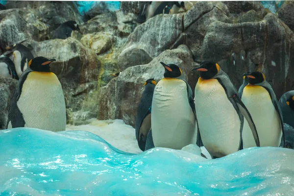 Eine Schar Pinguine auf den Felsen im Loro Parque auf Teneriffa — Stockfoto