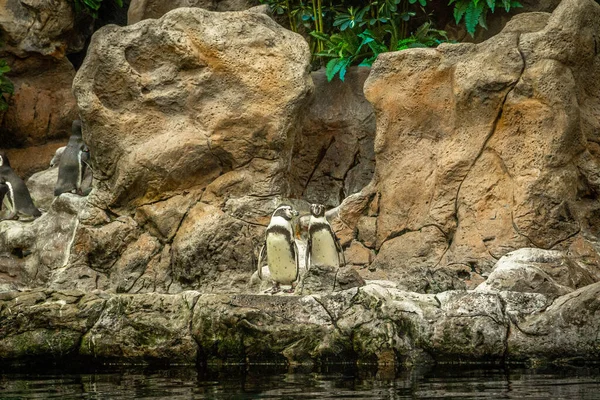 A flock of penguins on the rocks in Loro Parque, Tenerife — Stock Photo, Image