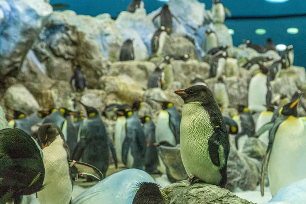 Una bandada de pingüinos en las rocas en Loro Parque, Tenerife — Foto de Stock