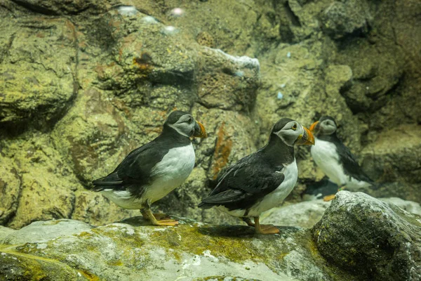 Pequeños frailecillos atlánticos en las rocas en Loro Parque, Tenerife — Foto de Stock