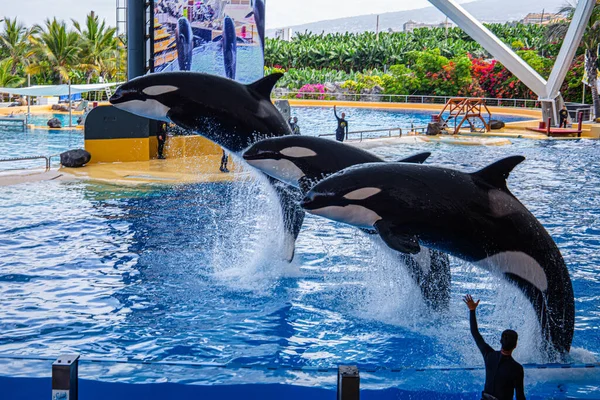 Katil balinalar Loro Parque, Tenerife 'deki gösteride havuzdan yükseğe zıplıyorlar.