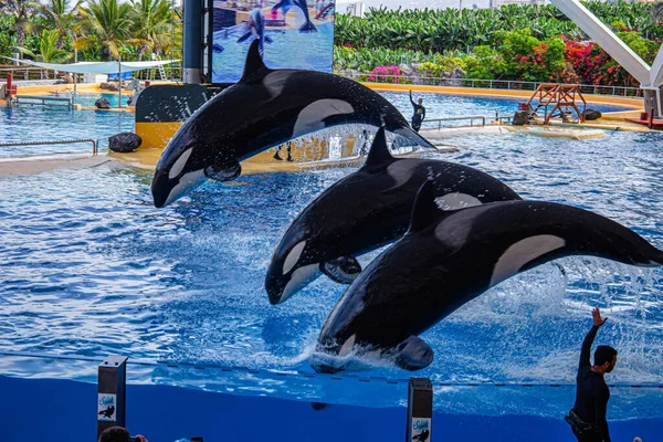 Katil balinalar Loro Parque, Tenerife 'deki gösteride havuzdan yükseğe zıplıyorlar.