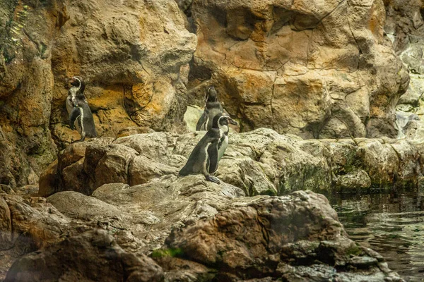 Pequeños pingüinos caminando sobre rocas en Loro Parque, Tenerife — Foto de Stock