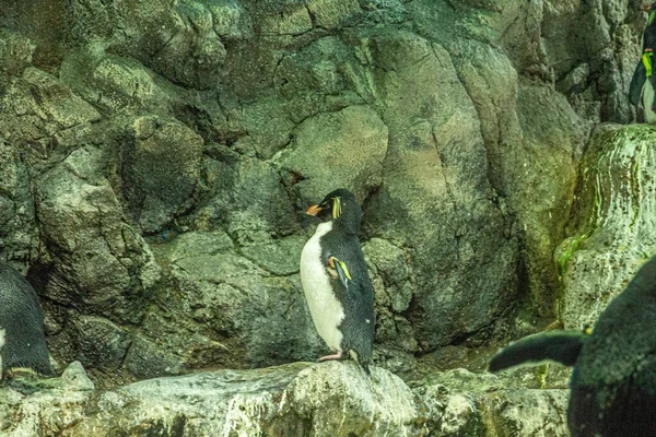 Eine Schar Pinguine auf den Felsen im Loro Parque auf Teneriffa — Stockfoto