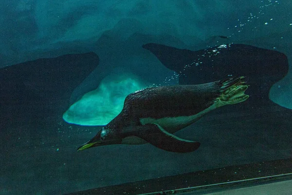 Pinguin taucht und schwimmt unter Wasser im Loro Parque, Teneriffa — Stockfoto