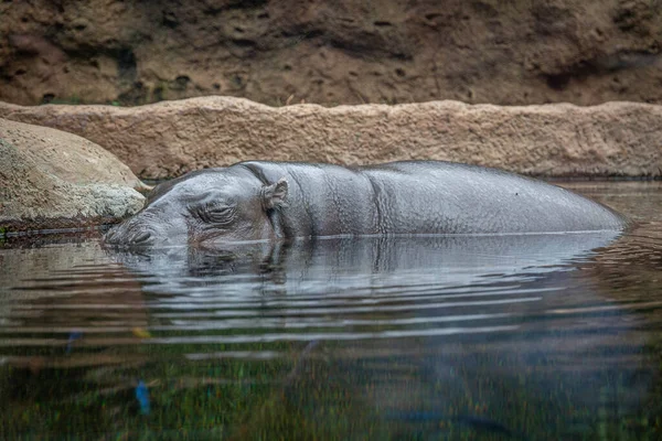 A hippopotamus hides in the water in Loro Parque, Tenerife — Stock Photo, Image