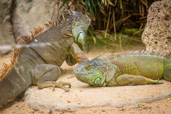 İki yetişkin iguana bir kaktüsün yanındaki kumda dinleniyor.