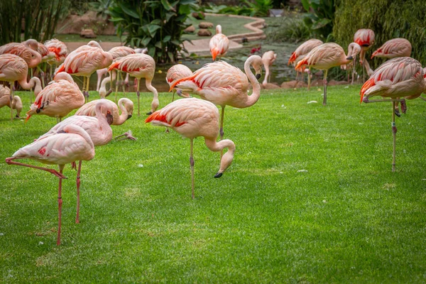 Loro Parque, Tenerife 'de bir çayırda pembe flamingo sürüsü. 