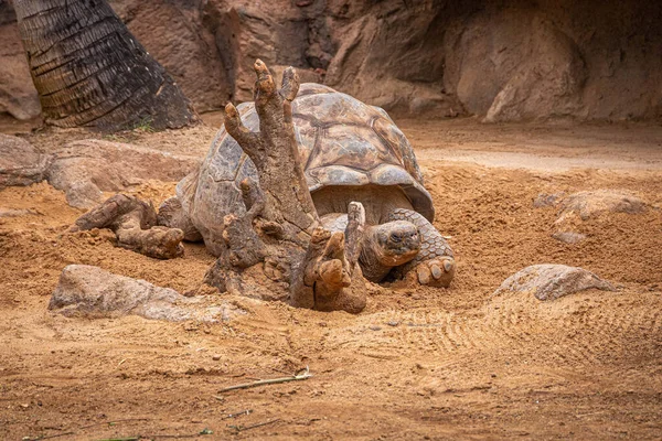 Riesige Meeresschildkröten spazieren auf Sand im Loro Parque, Teneriffa — Stockfoto