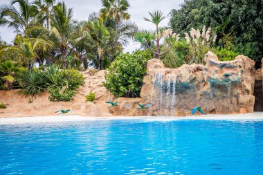 Papağanlar Loro Parque, Tenerife 'deki gösteride havuzun üzerinde uçuyorlar. 
