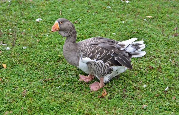 Gray goose — Stock Photo, Image