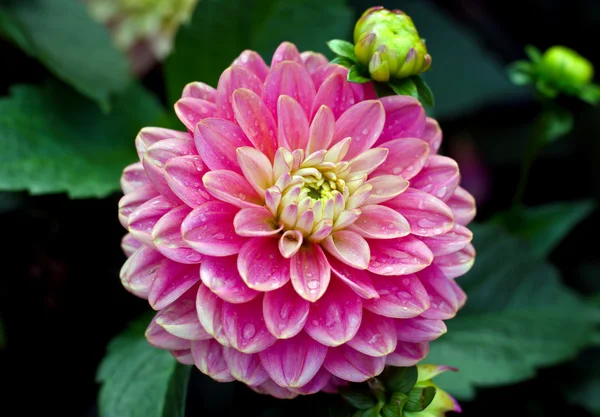 Rosa dahlia — Stockfoto