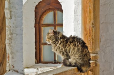 bir manastırda ev kedisi