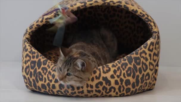 Gato doméstico brincando com brinquedo na casa do gato — Vídeo de Stock