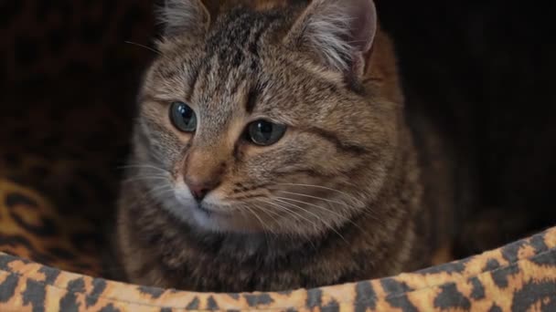 Primer plano de un gato sentado en casa de gatos y mirando a su alrededor — Vídeo de stock