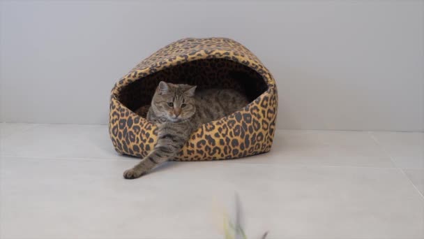 Γάτα ξαπλωμένη στο σπίτι της γάτας και παίζοντας ένα παιχνίδι — Αρχείο Βίντεο