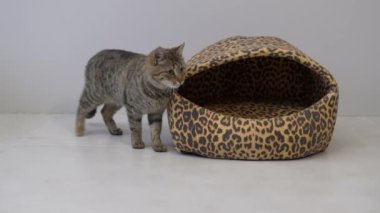 Evcil kedi kedi kedi evinde oturuyor ve etrafa bakıyor.
