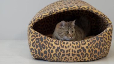 Evcil kedi kedi kedi evinde oturuyor ve etrafa bakıyor.