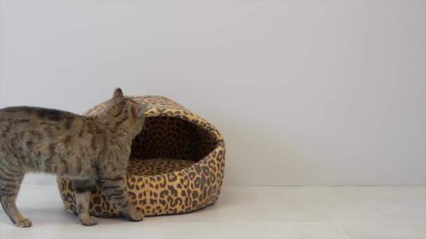De kat zit in het kattenhuis en speelt met speelgoed — Stockvideo