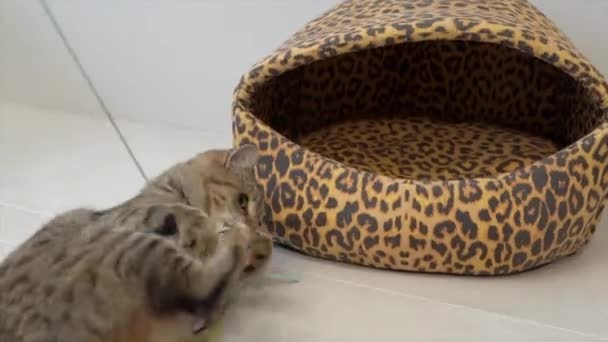 Θυμωμένη γάτα παίζει με το παιχνίδι στο σπίτι — Αρχείο Βίντεο
