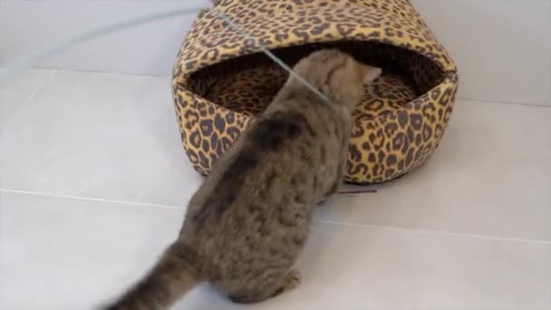 Милый толстый котенок играет с игрушкой, крупным планом — стоковое видео