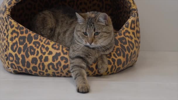 Красива домашня кішка відпочиває — стокове відео