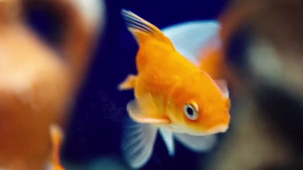 Zlaté rybky plavou v akváriu, zblízka. — Stock video