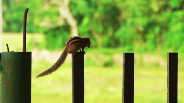 Squirrel jumping on the fence on the green trees background — Vídeos de Stock