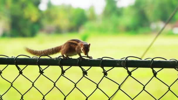 A cute squirrel is looking for food on a fence in Asia — Stock Video