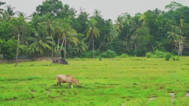 A cow grazing in a rice field with a palm grove in the background — Video Stock