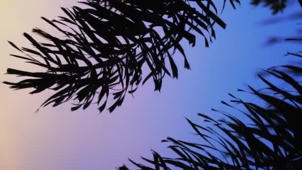 Mor gökyüzü arka planında palmiye yaprakları — Stok video