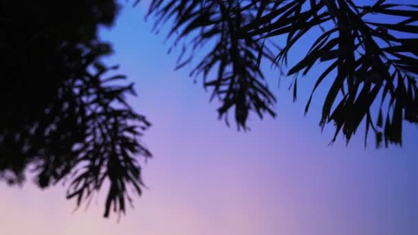 Zbliżenie liści palmowych na tle zachodzącego słońca — Wideo stockowe