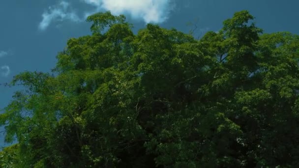 De top van de groene boom op de lucht achtergrond — Stockvideo