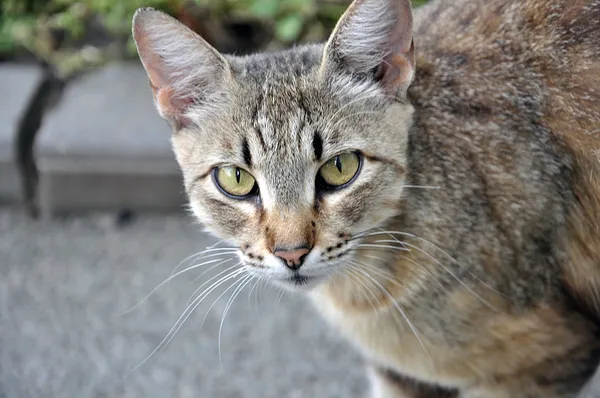 Porträt einer Katze auf der Straße — Stockfoto